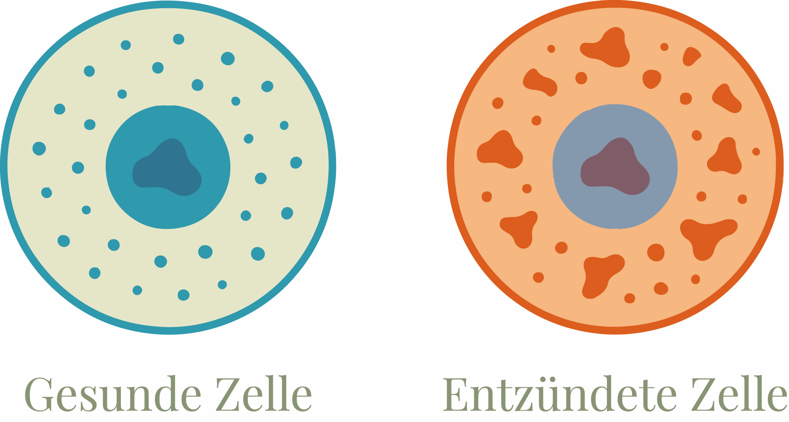 gesunde Zelle neben einer entzündeten Zelle